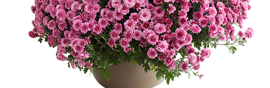 Chrysanthemum