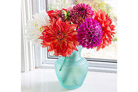 Dahlia