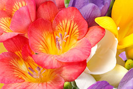 freesia