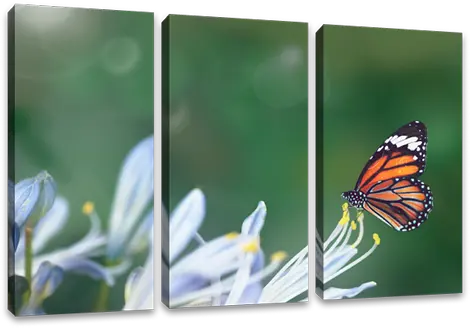  Single Photo Across Multiple Canvas