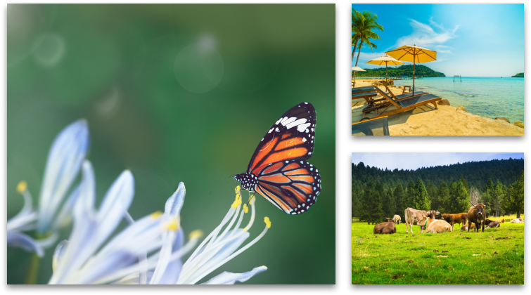 nature canvas print