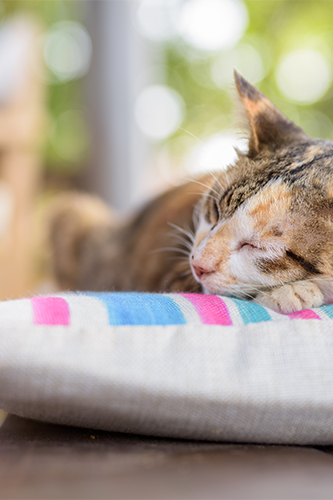 cat on cushion
