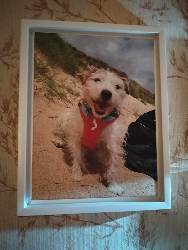 dog in white framed canvas