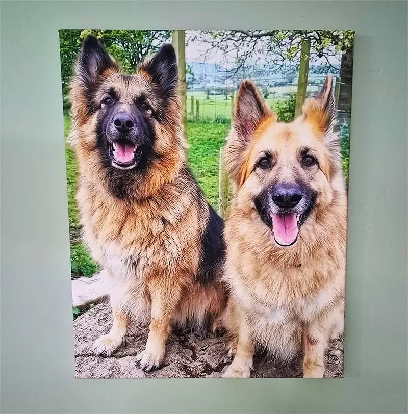 Pair Of Dogs On Canvas
