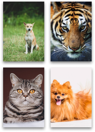 family photo package