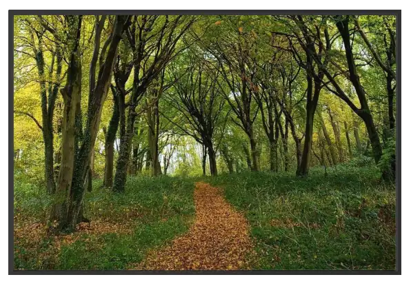 framed canvas print jungle