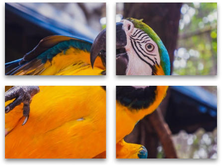 parrot split canvas