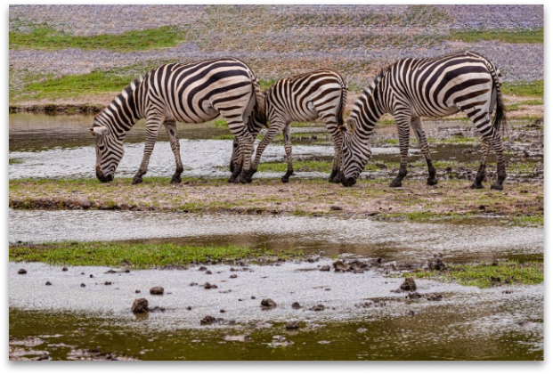 personalised canvases