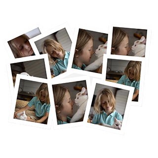 pets on collage