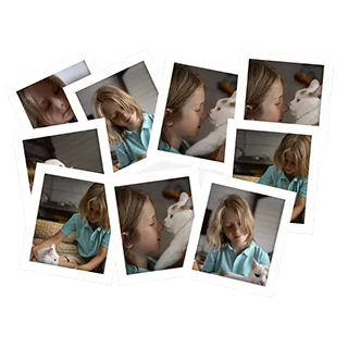 pets on collage
